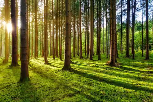 Bosque